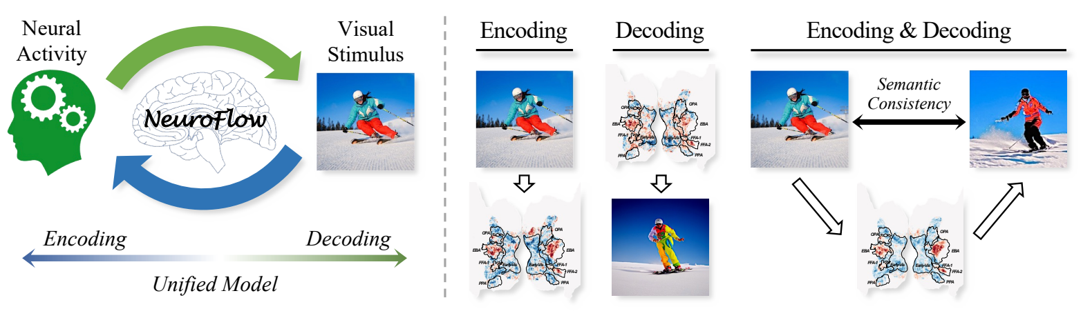 BraInCoDec illustration